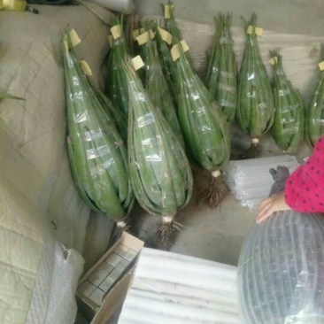 芦荟柱形20cm以上