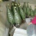 芦荟柱形20cm以上
