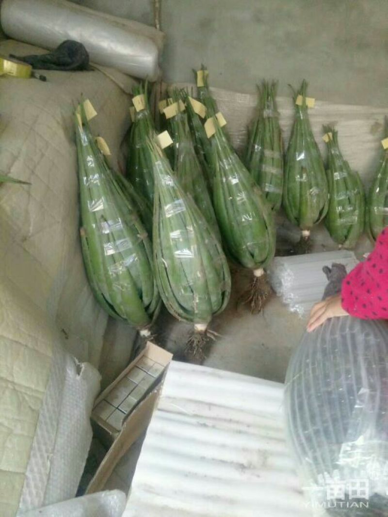 芦荟柱形20cm以上
