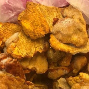 牛樟菇百分百生鲜四年牛樟菇