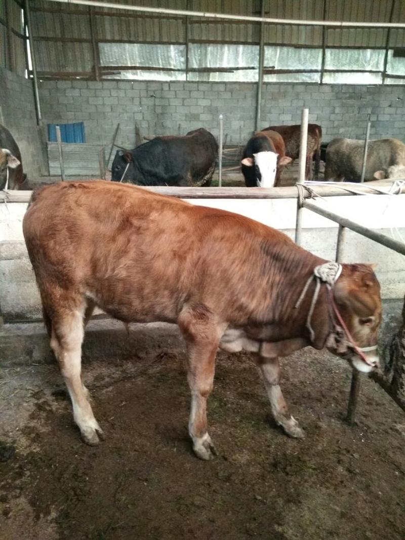 利木赞牛犊150~200kg