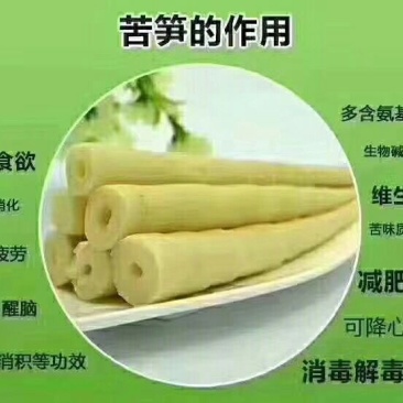苦笋大量野生苦笋新鲜上市