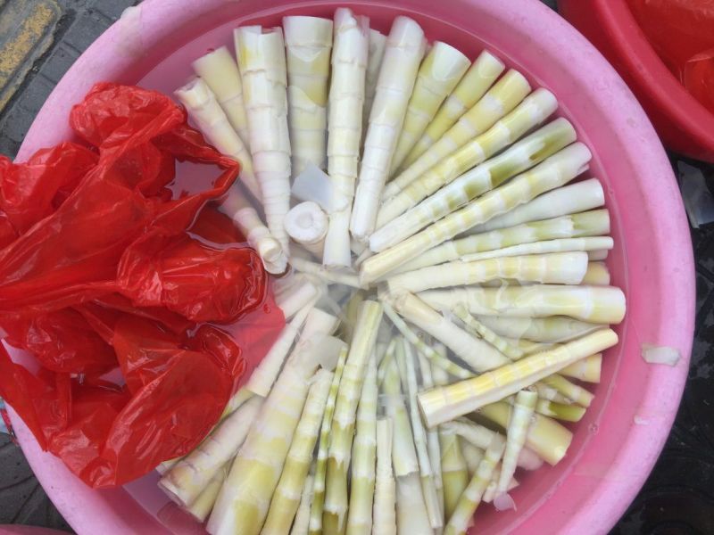 苦笋大量野生苦笋新鲜上市