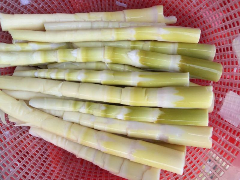 苦笋大量野生苦笋新鲜上市
