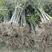 突尼斯软籽石榴树苗扦插苗80cm以上
