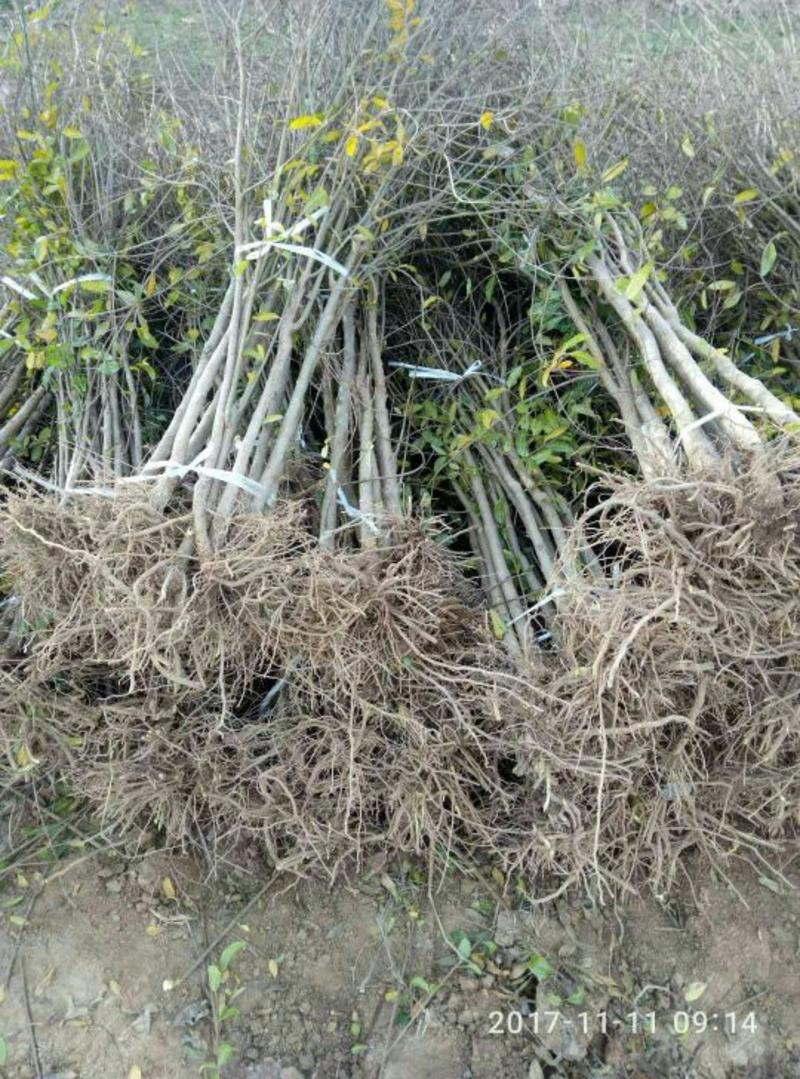 突尼斯软籽石榴树苗扦插苗80cm以上
