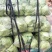 大量供应金乡甘蓝大量上市散装袋装的都可以价格超低价