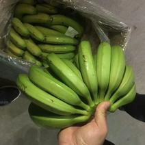 香蕉八成熟
