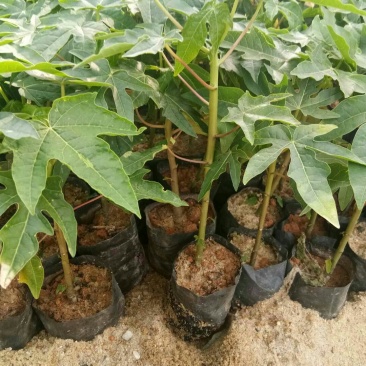 木瓜树苗30~50cm
