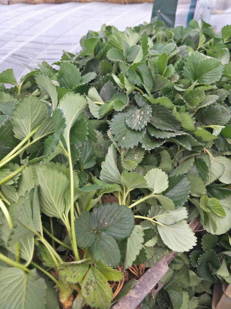 草莓苗10~20cm