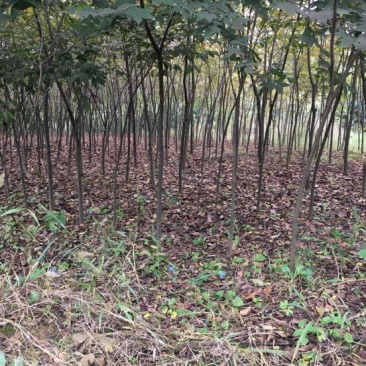 榉树6~8cm4~6cm3~3.5米