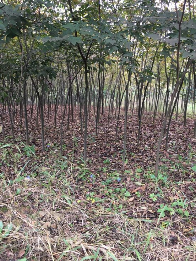 榉树6~8cm4~6cm3~3.5米