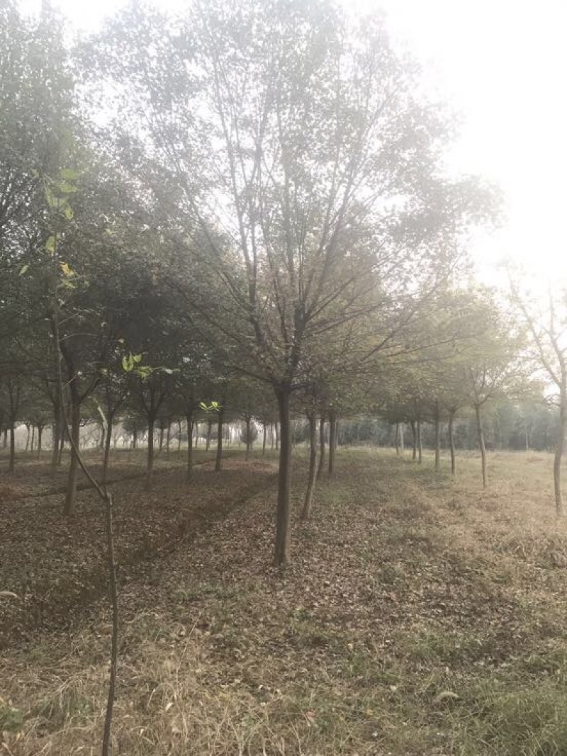 榉树18~20cm