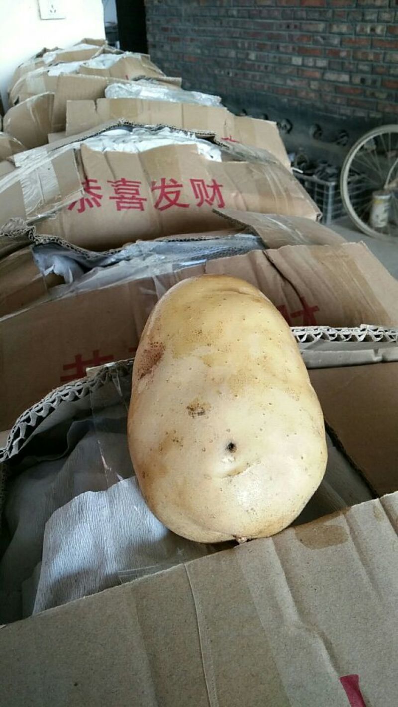 6薯黄皮白肉好土豆产地直销