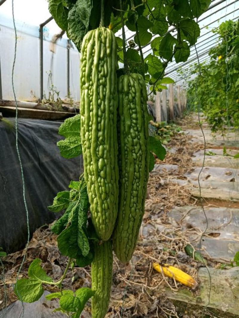 苦瓜苗