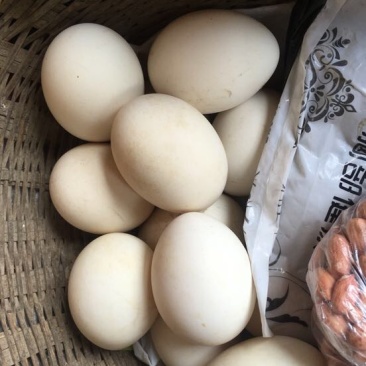 土鹅蛋食用