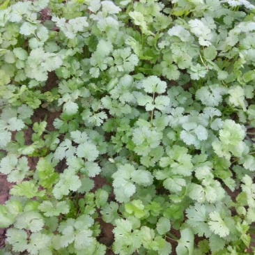 大叶香菜20厘米以下大量上市中，欢迎客商釆购！