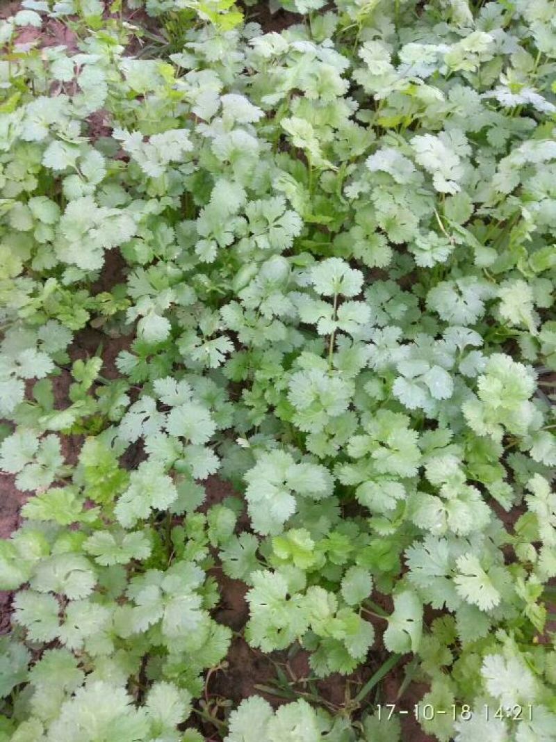 大叶香菜20厘米以下大量上市中，欢迎客商釆购！