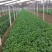大叶香菜20厘米以下大量上市中，欢迎客商釆购！