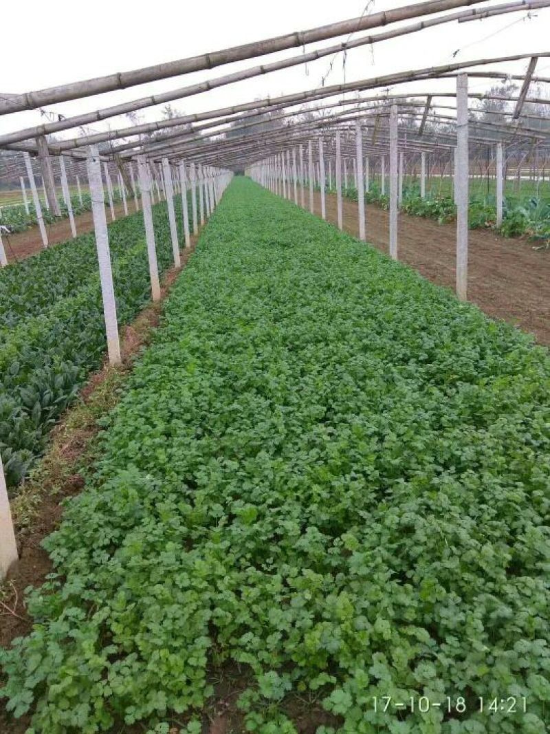大叶香菜20厘米以下大量上市中，欢迎客商釆购！