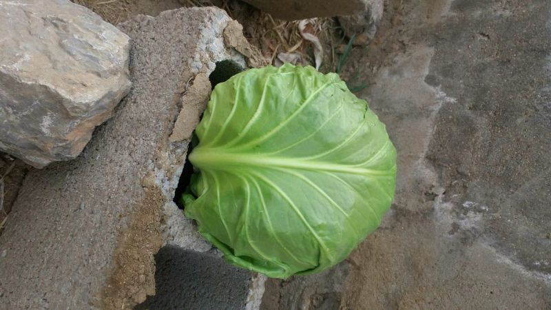 【可视频看货】中甘11甘蓝通货1~2公斤对接商超