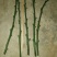 爱媛38手剥果冻橙枝条长20~40cm4-8个芽/条