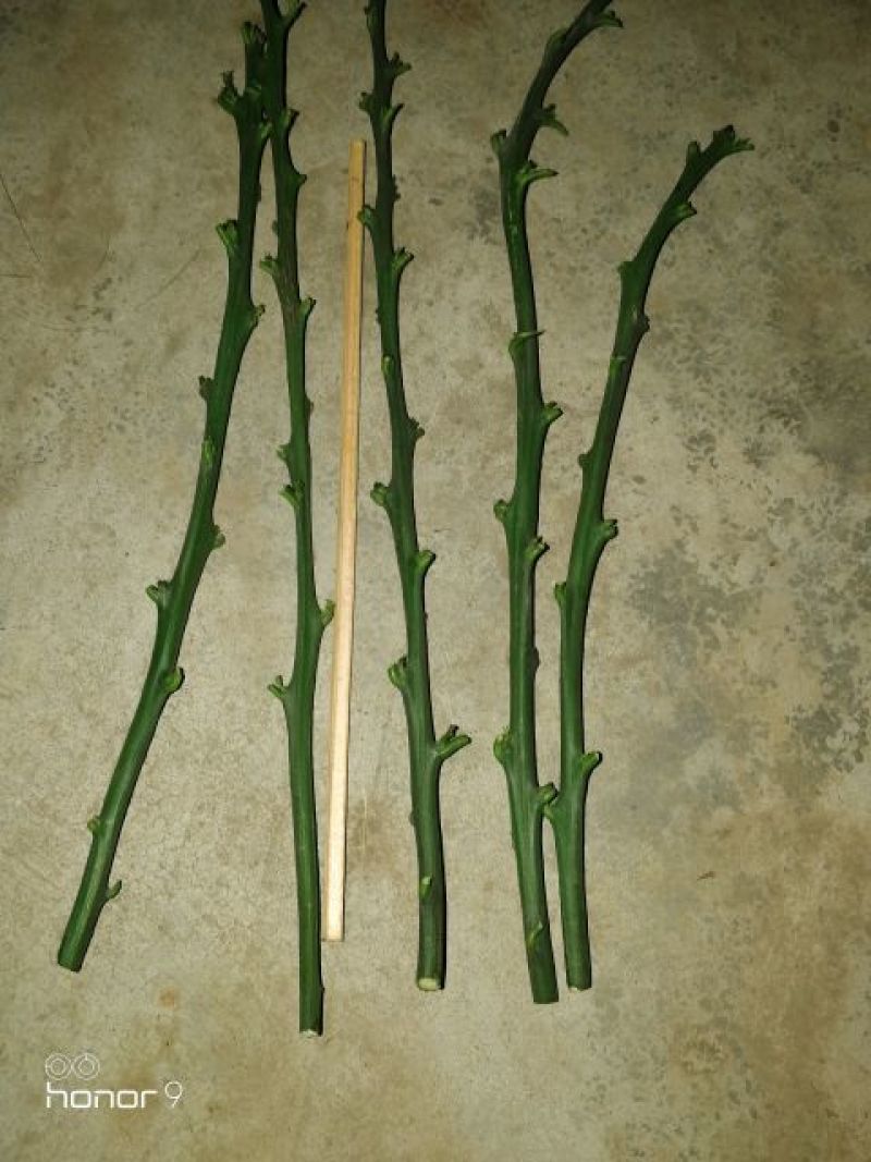 爱媛38手剥果冻橙枝条长20~40cm4-8个芽/条
