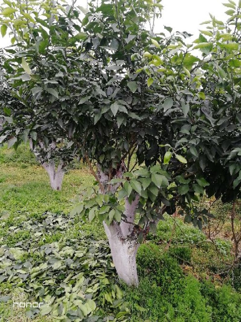 爱媛38手剥果冻橙枝条长20~40cm4-8个芽/条