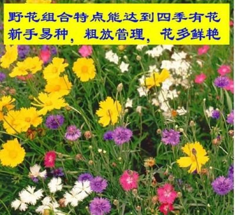 野花组合种子四季循环开花