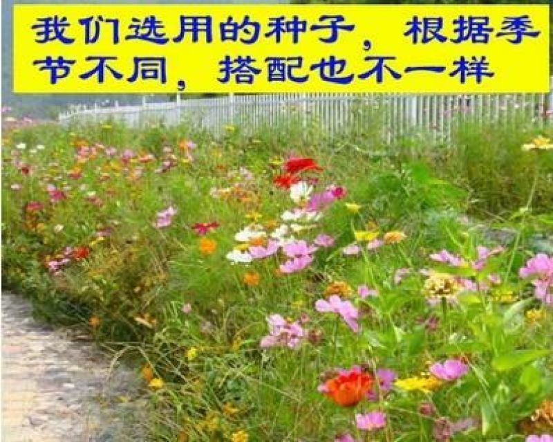 野花组合种子四季循环开花