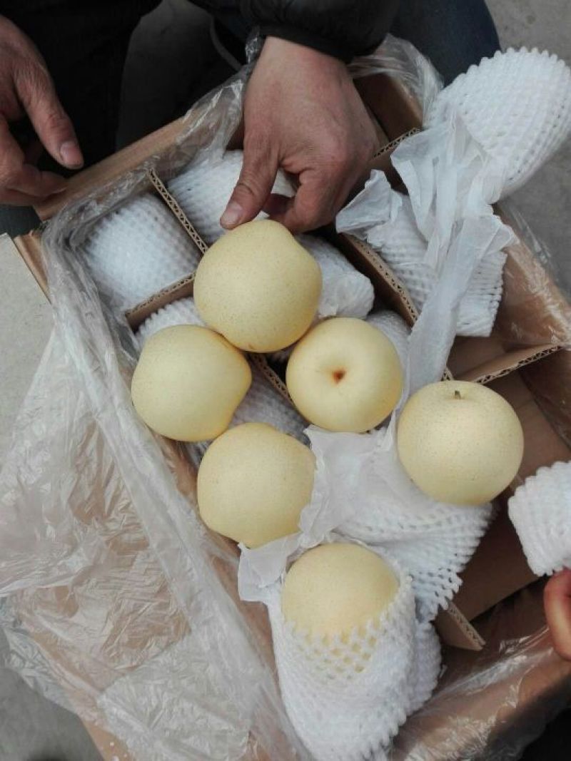 皇冠梨纸箱300~350g