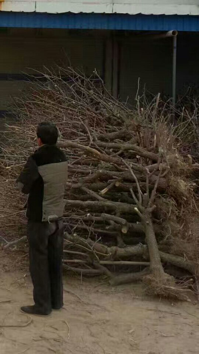 冬枣树苗50~80cm