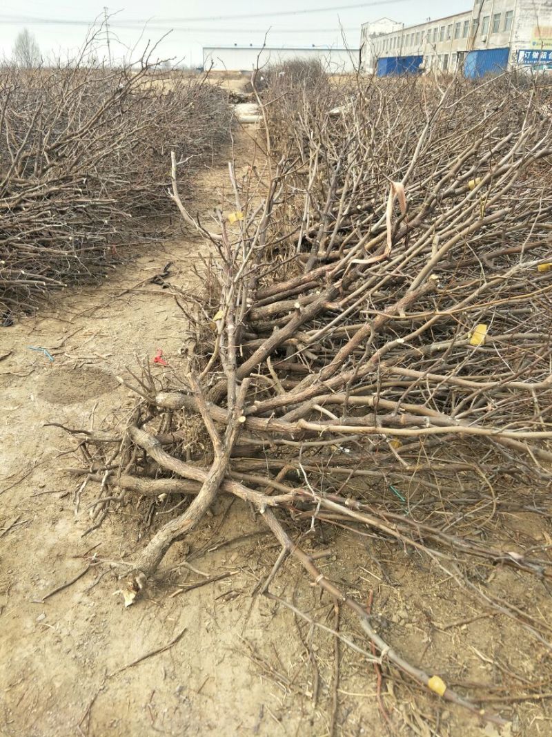 冬枣树苗50~80cm