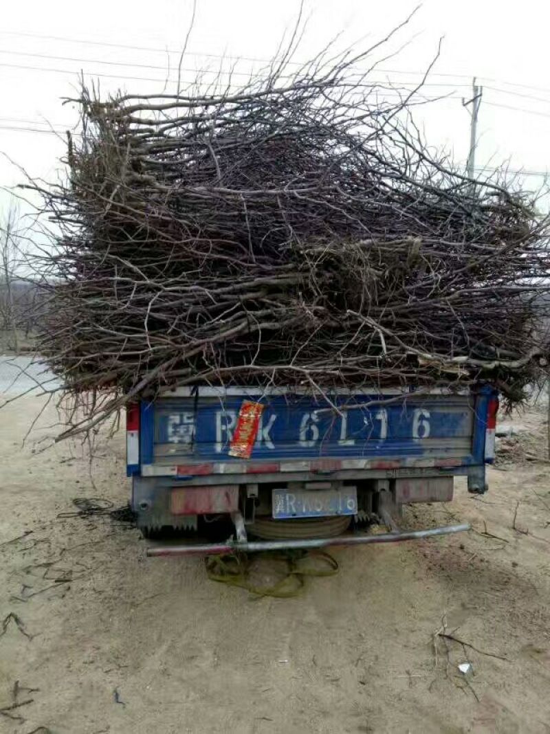 冬枣树苗50~80cm