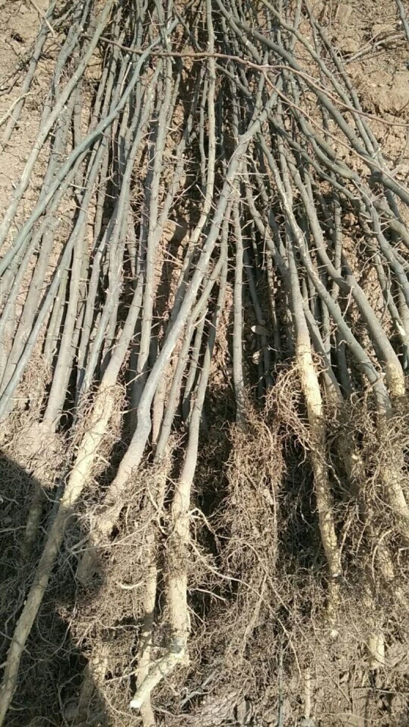 皂角树2~4cm4cm以下1.5~2米