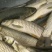 草鱼食用人工养殖活鱼1~2.5公斤