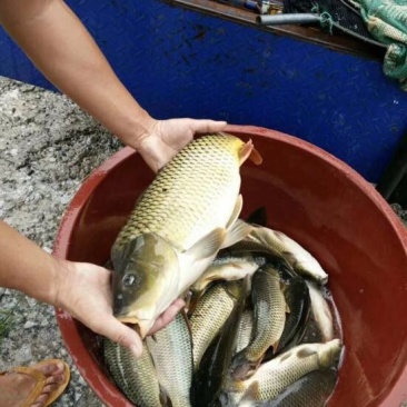 鲤鱼1~2公斤食用