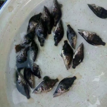 鳜鱼鱼苗4~6cm