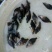 鳜鱼鱼苗4~6cm