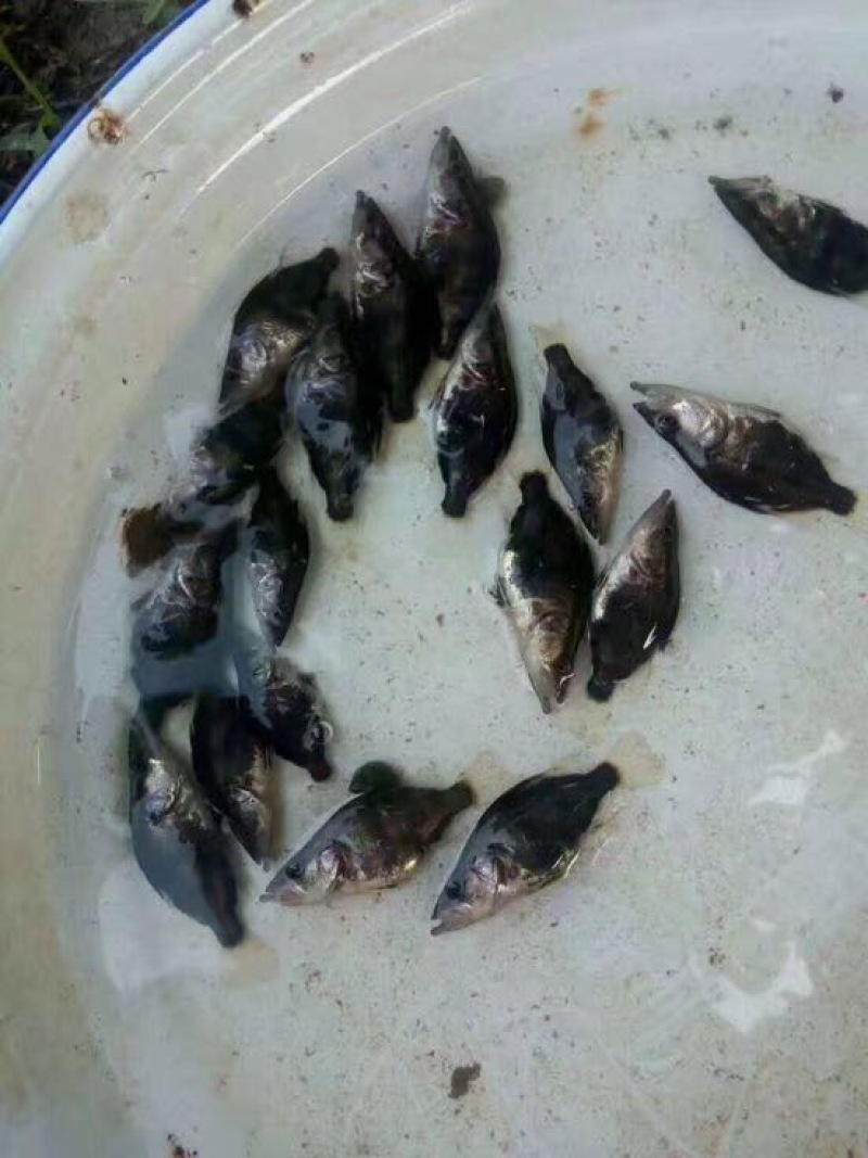 鳜鱼鱼苗4~6cm