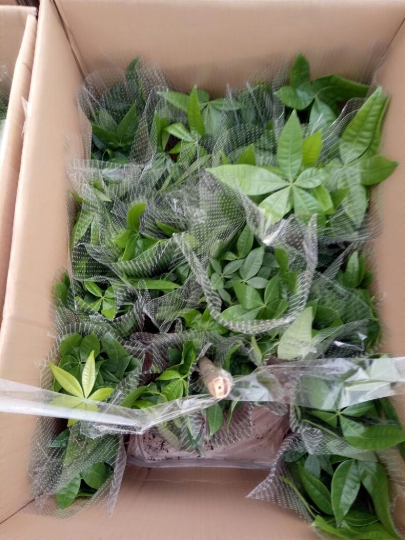 发财树单杆发财树包邮