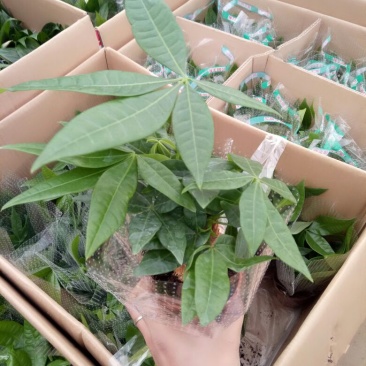 发财树单杆发财树包邮
