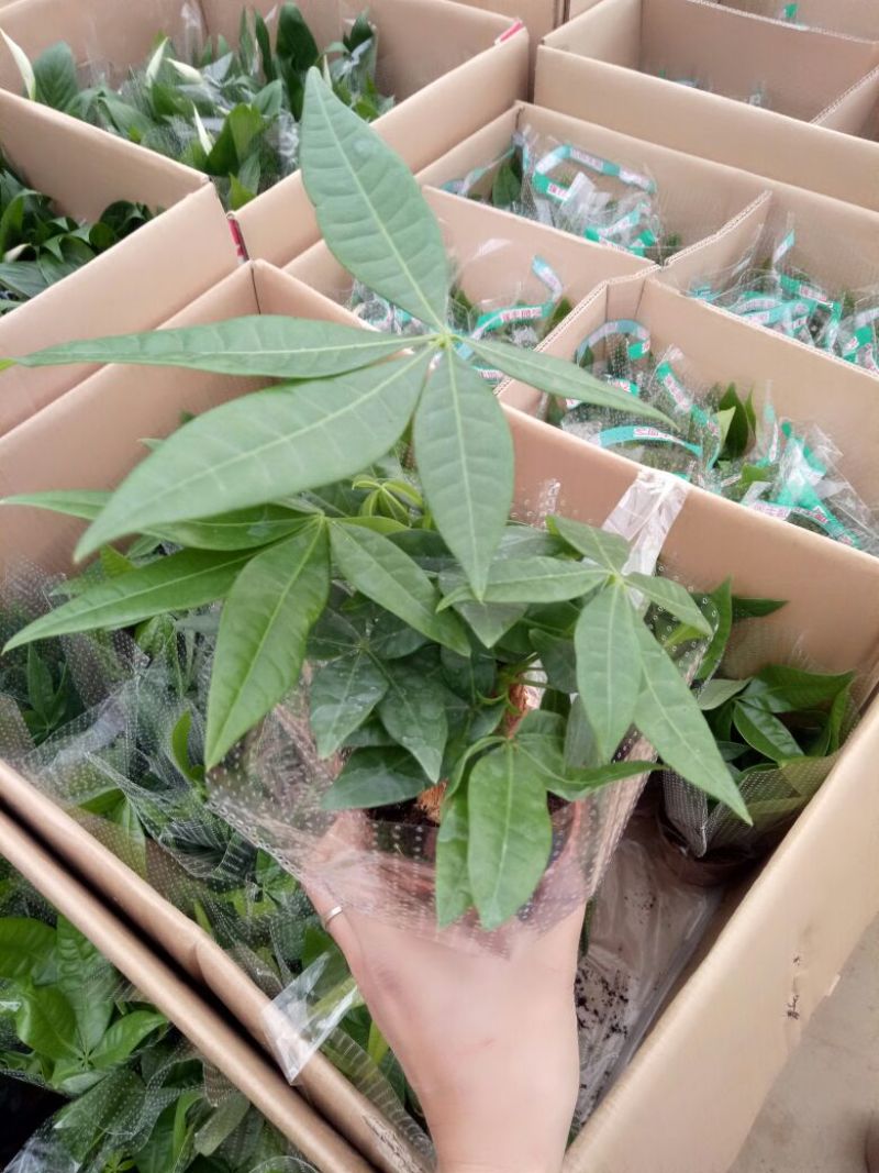 发财树单杆发财树包邮