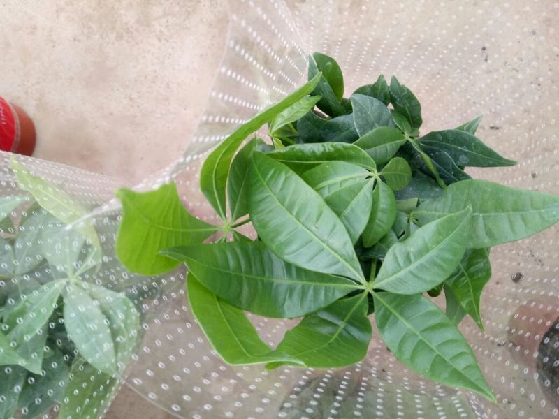 发财树单杆发财树包邮
