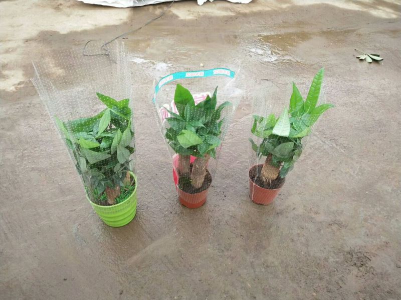 发财树单杆发财树包邮