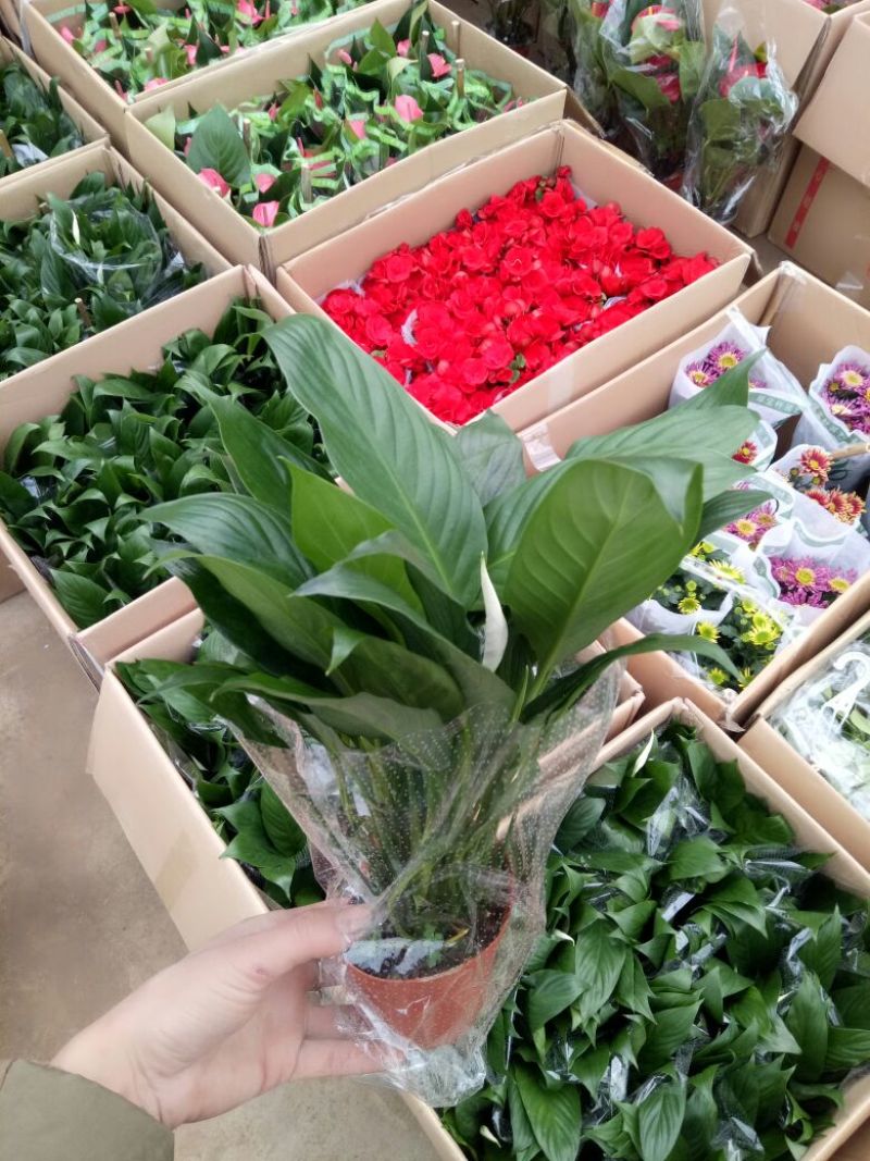 发财树单杆发财树包邮