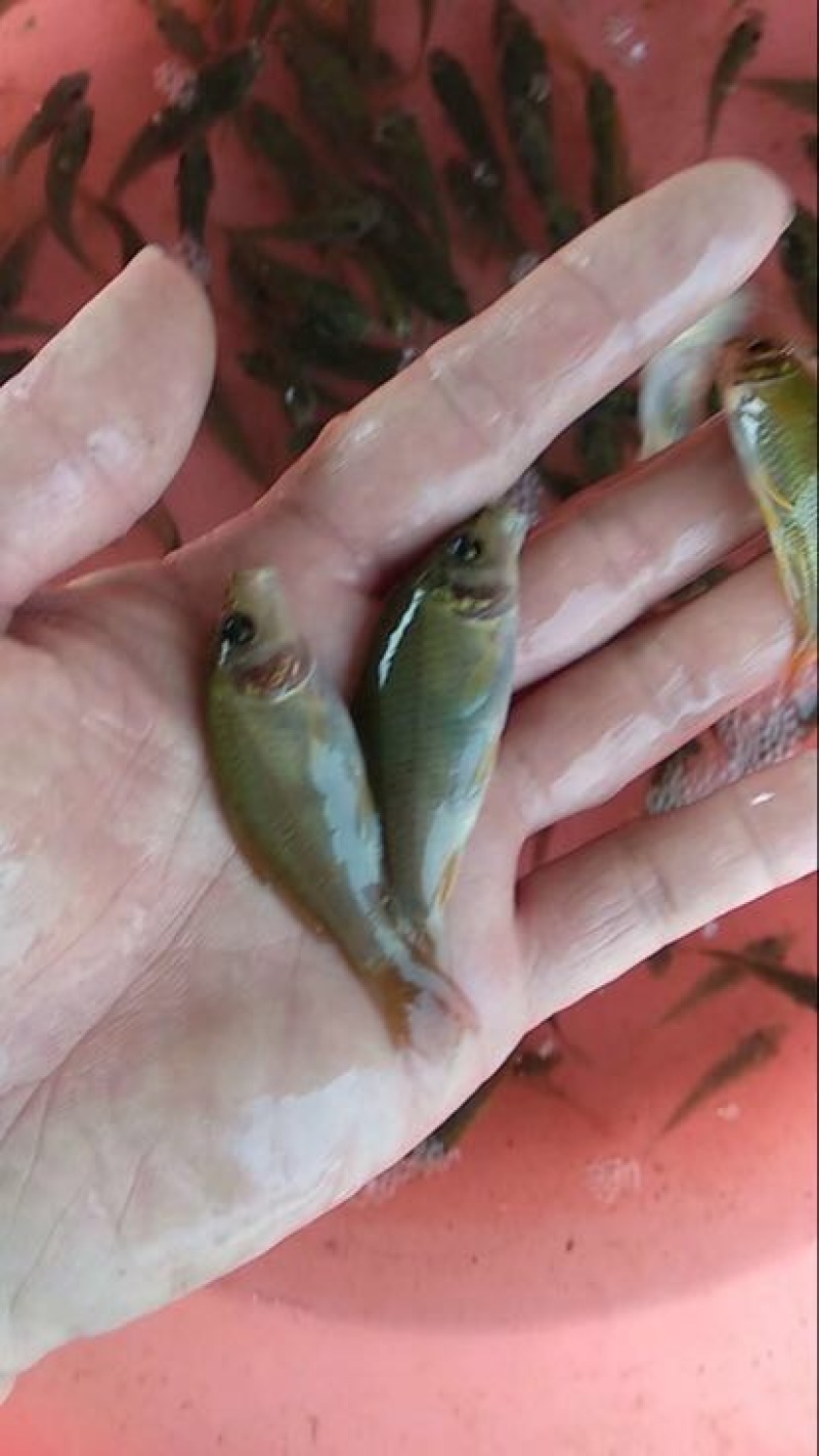 荷包鲤0.5公斤以下鱼苗