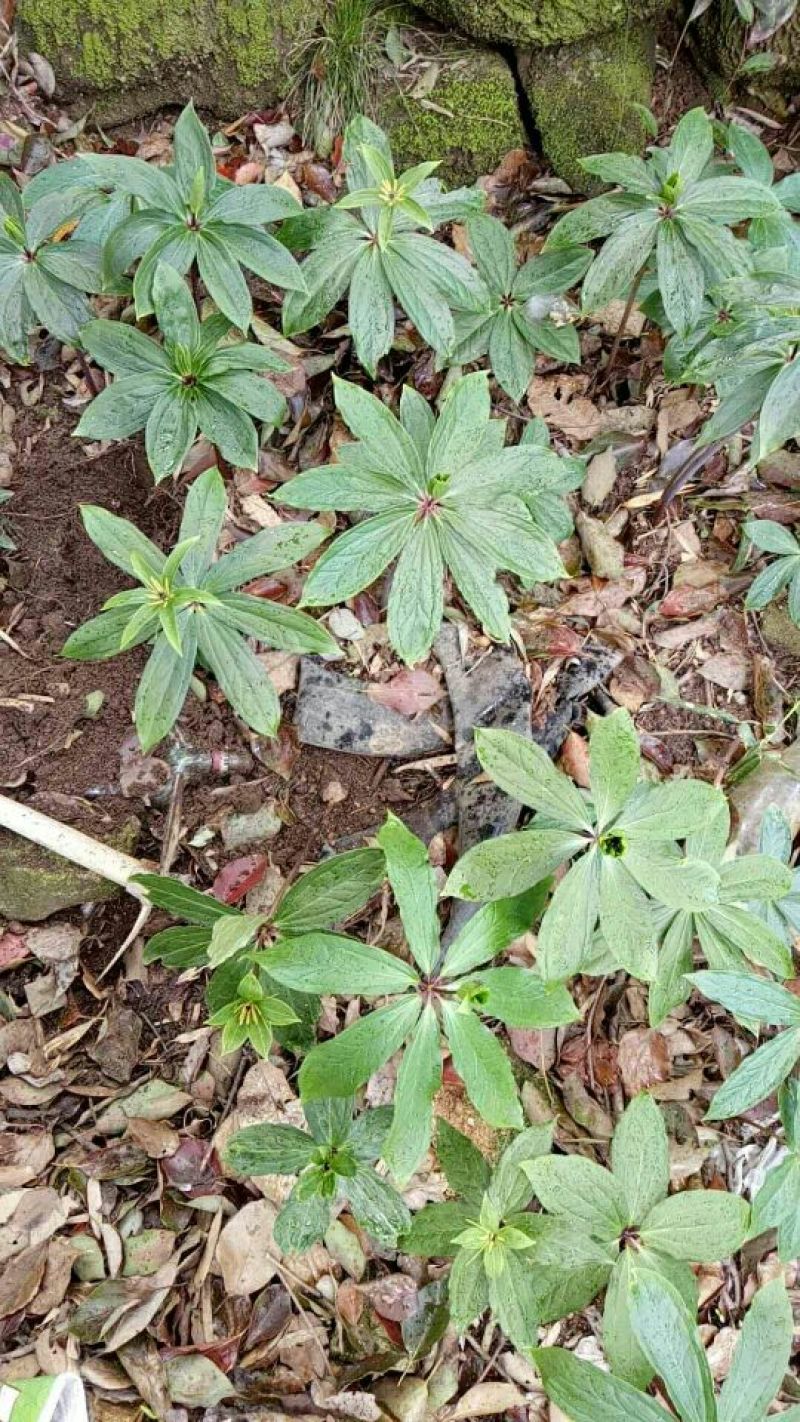 滇重楼苗2年