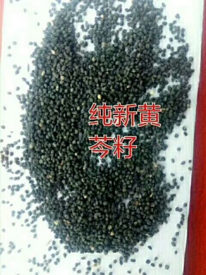滇重楼苗2年