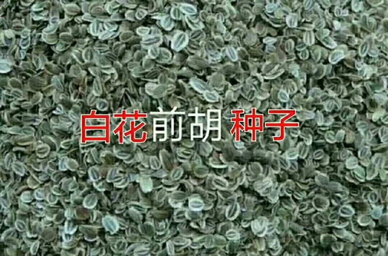 滇重楼苗2年